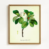 Vintage Floral Magnolias - Set of 2