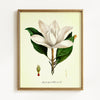 Vintage Floral Magnolias - Set of 2