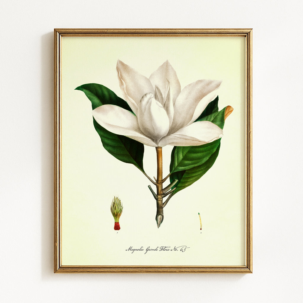Vintage Floral Magnolias - Set of 2