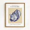Coastal Seashells - Set of 4 Exhibition Prints