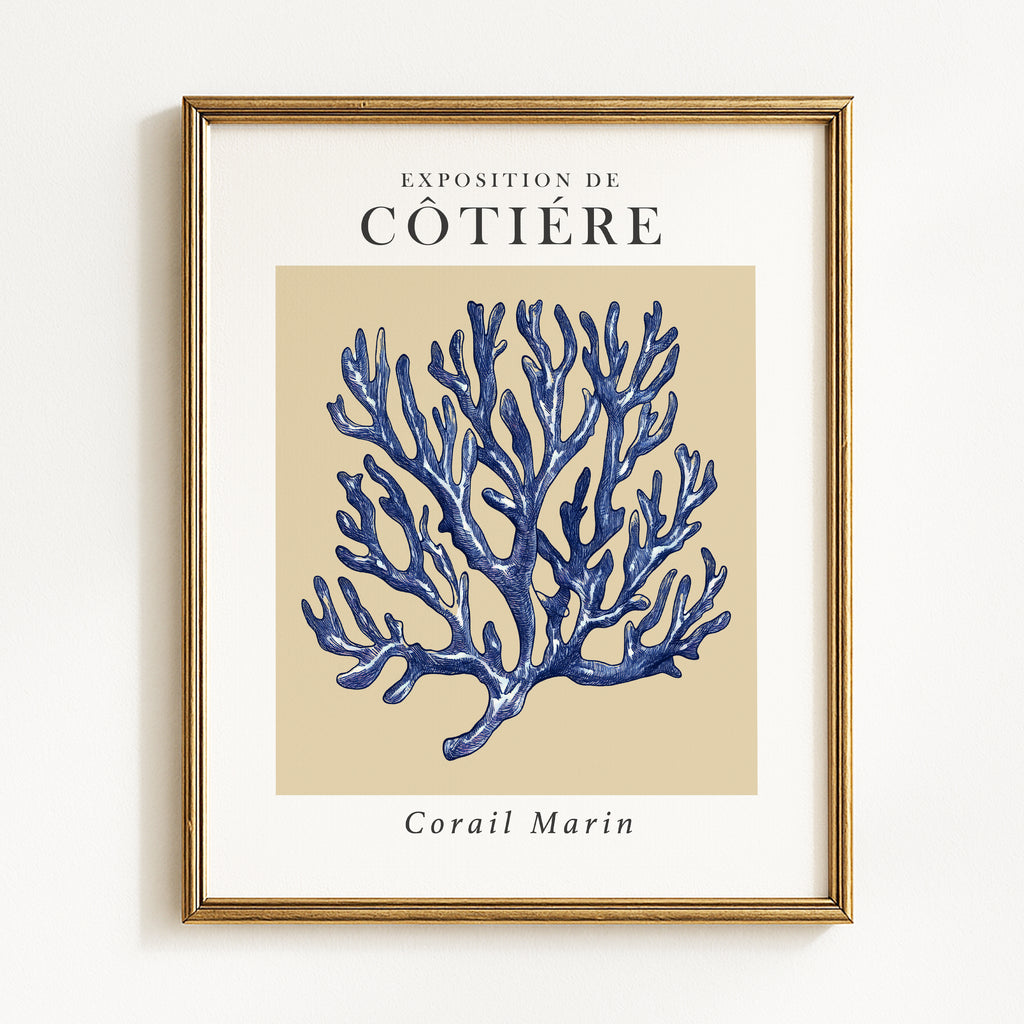 Coastal Seashells - Set of 4 Exhibition Prints