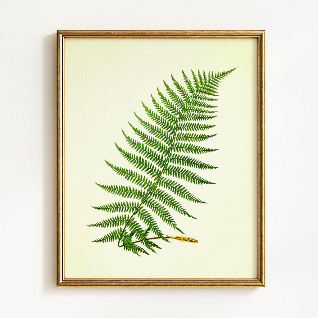 Vintage Green Ferns - Set of 4