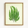 Vintage Green Ferns - Set of 4