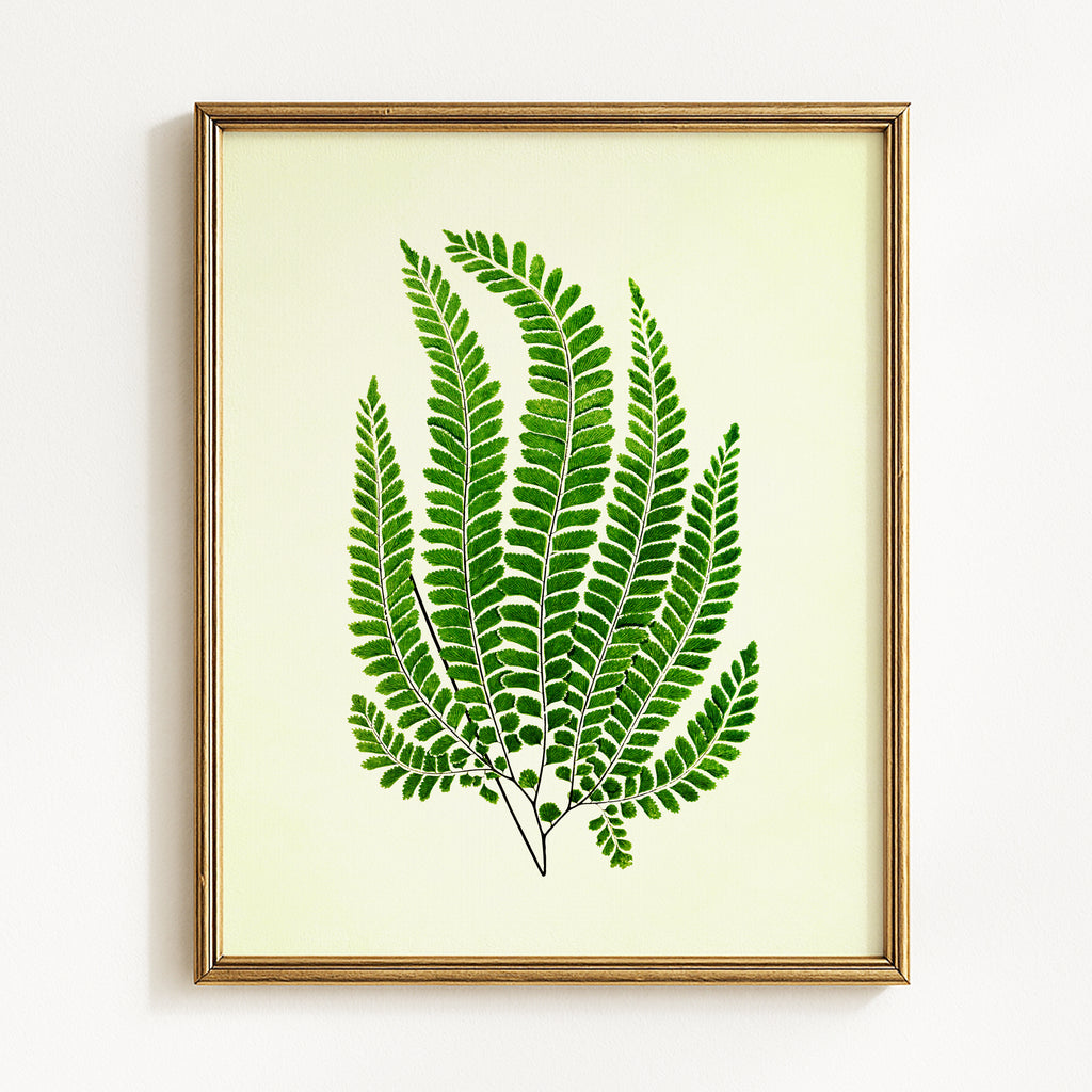 Vintage Green Ferns - Set of 4