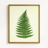 Vintage Green Ferns - Set of 4
