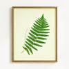 Vintage Green Ferns - Set of 4