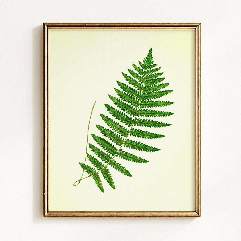 Vintage Green Ferns - Set of 4