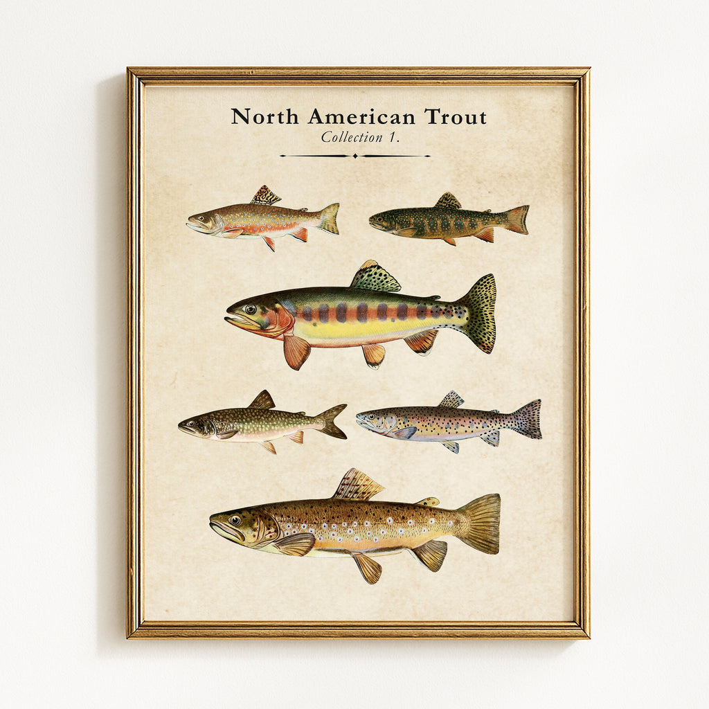 Vintage North American Trout - Set of 2