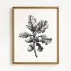 Watercolor Leaves - Black/Gray on White - Set of 4