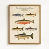 Vintage North American Trout - Set of 2