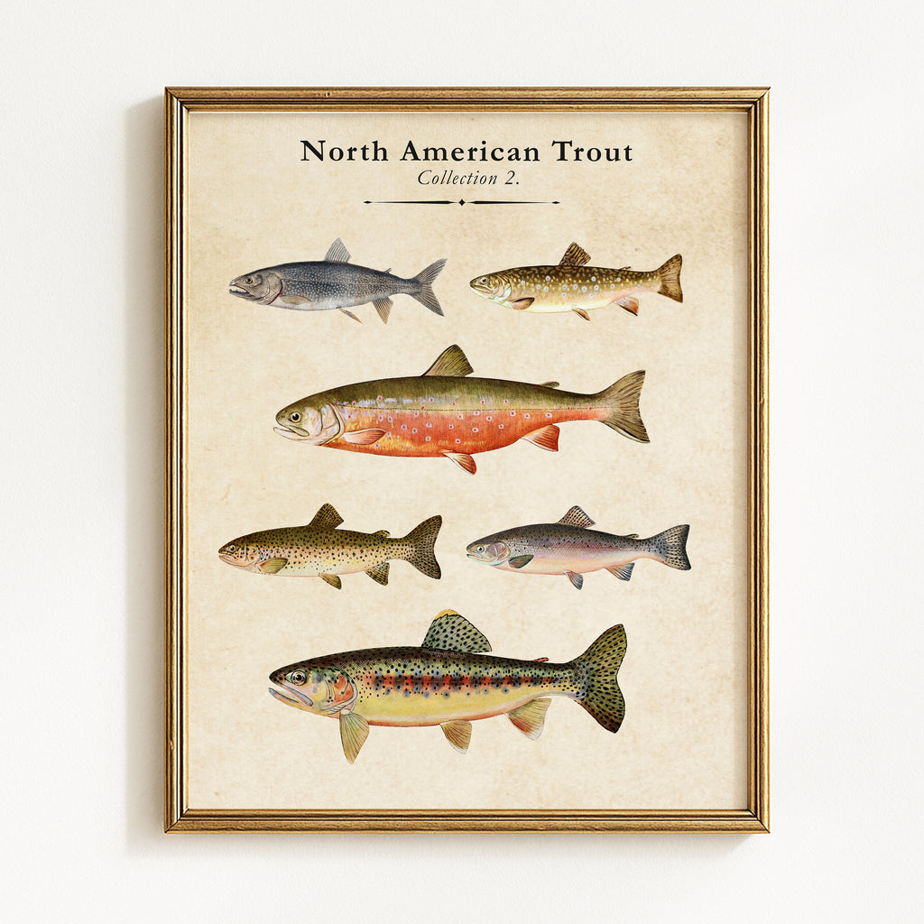 Vintage North American Trout - Set of 2