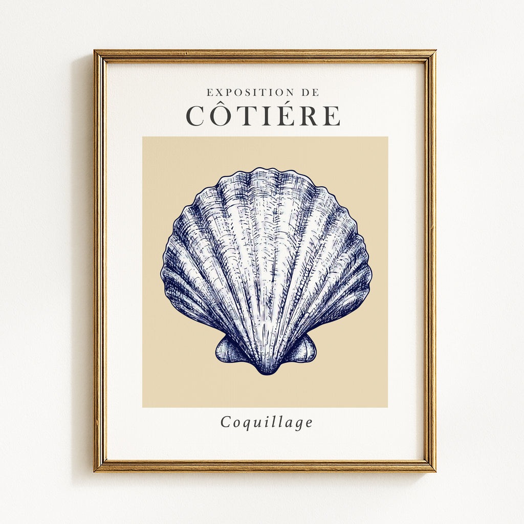 Coastal Seashells - Set of 4 Exhibition Prints