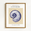 Coastal Seashells - Set of 4 Exhibition Prints