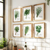 Watercolor Kitchen & Garden Herbs - Set of 6
