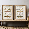 Vintage North American Trout - Set of 2
