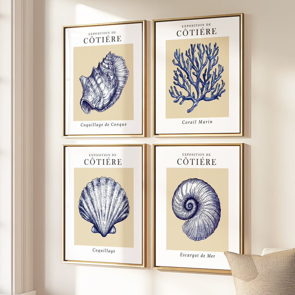Coastal Seashells - Set of 4 Exhibition Prints