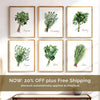 Watercolor Kitchen & Garden Herbs - Set of 6