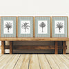 Vintage Tropical Palm Tree Sketches - Set of 4