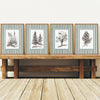 Vintage Woodland Botanical Sketches - Set of 4