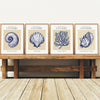 Coastal Seashells - Set of 4 Exhibition Prints