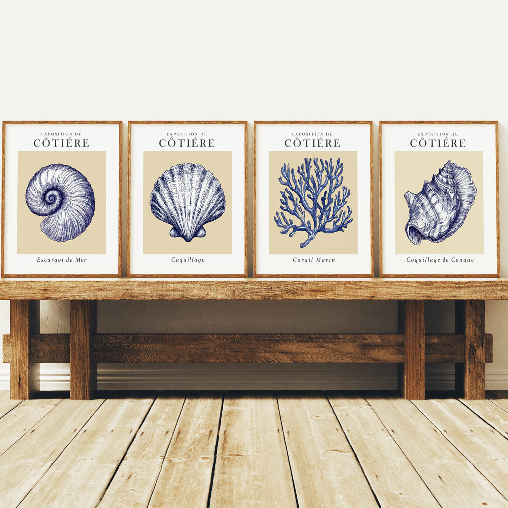 Coastal Seashells - Set of 4 Exhibition Prints