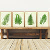 Vintage Green Ferns - Set of 4