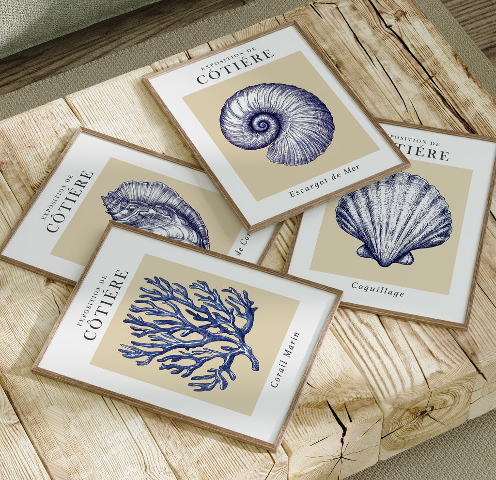 Coastal Seashells - Set of 4 Exhibition Prints