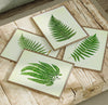 Vintage Green Ferns - Set of 4