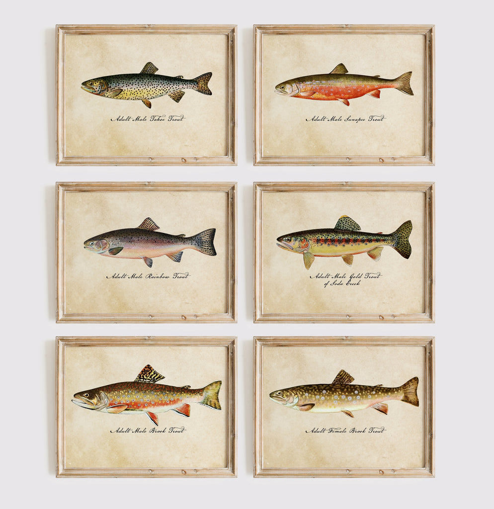 Vintage Trout Fish - Set of 6